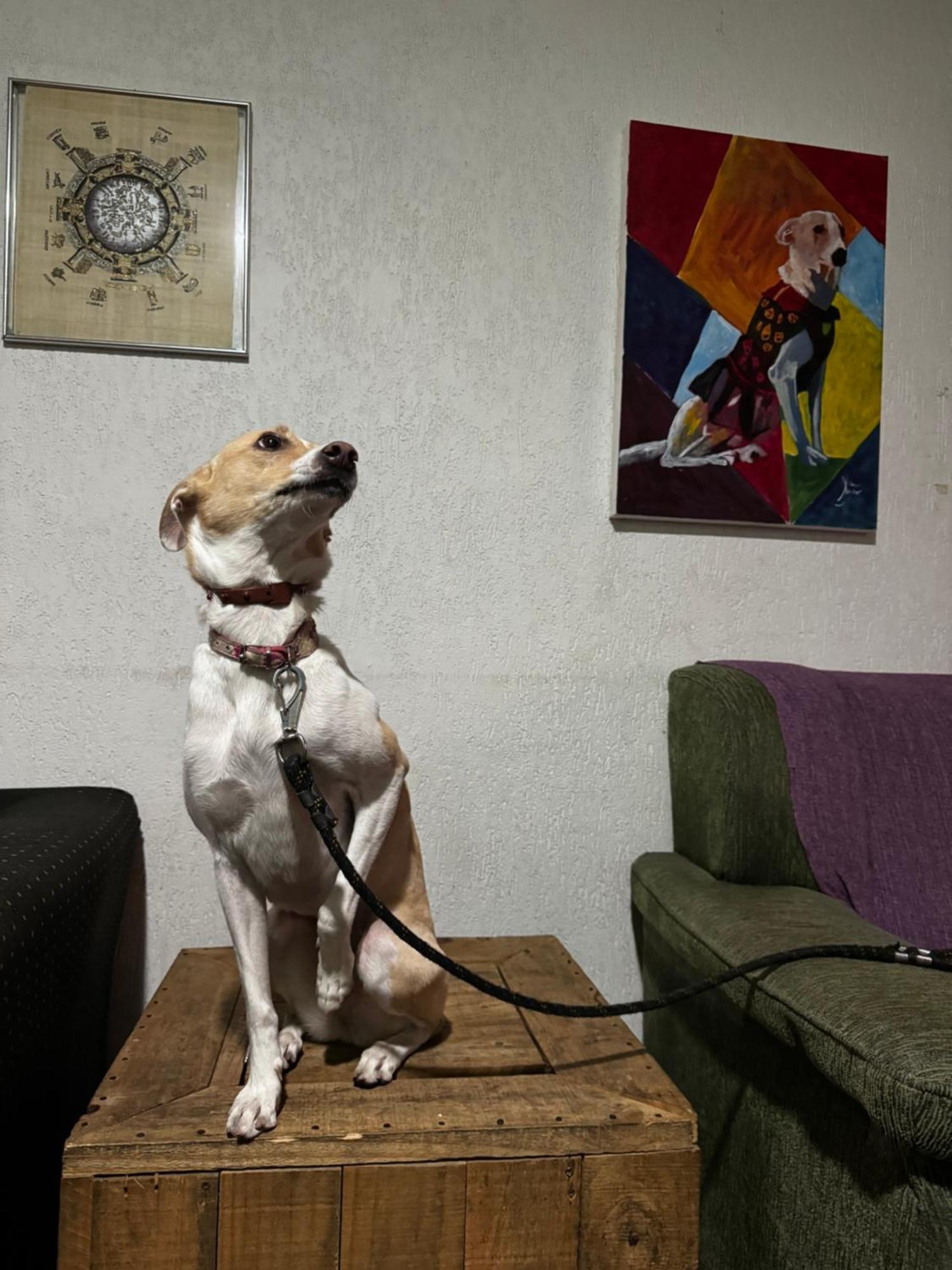 Nomade In Arte E Hostel 상파울루 외부 사진