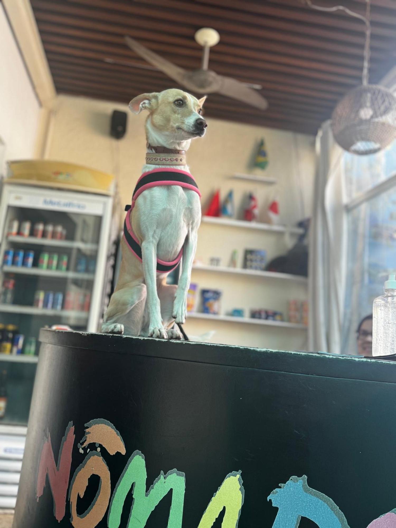 Nomade In Arte E Hostel 상파울루 외부 사진
